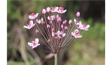 Schwanenblume, Blumenbinse