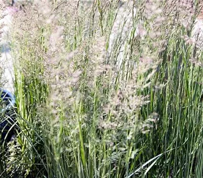 Calamagrostis acutiflora (x) 'Karl Foerster'