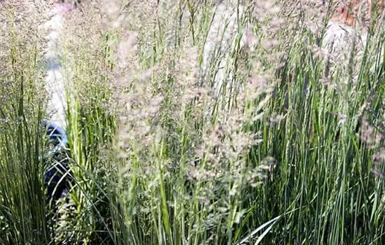 Calamagrostis acutiflora (x) 'Karl Foerster'