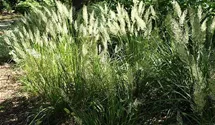 Diamantgras / Syn. 'Achnatherum brachytrichum'