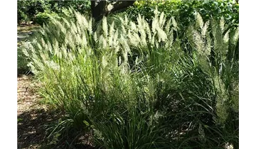 Diamantgras / Syn. 'Achnatherum brachytrichum'