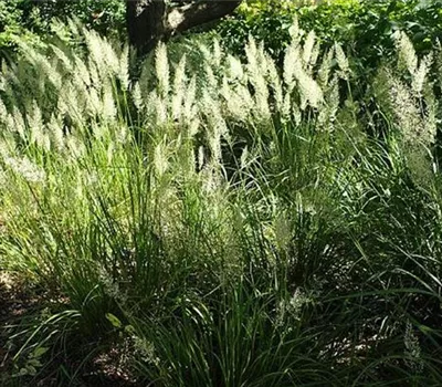 Calamagrostis brachytricha