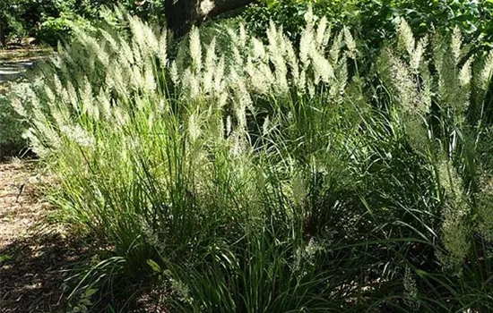 Calamagrostis brachytricha