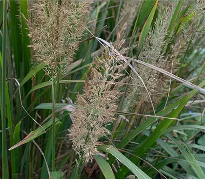 Calamagrostis brachytricha