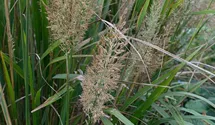 Diamantgras / Syn. 'Achnatherum brachytrichum'