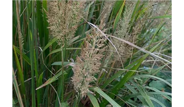 Diamantgras / Syn. 'Achnatherum brachytrichum'