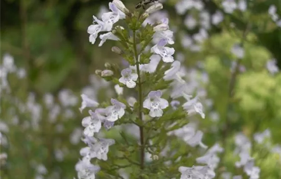 Calamintha nepeta ssp. nepeta
