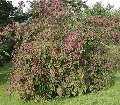 Callicarpa bodinieri 'Profusion'