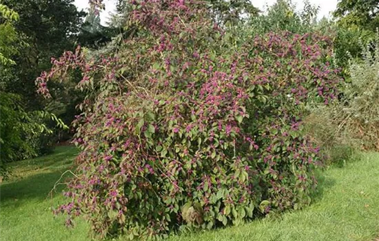 Callicarpa bodinieri 'Profusion'