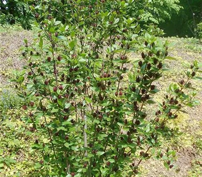 Calycanthus floridus