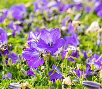 Campanula carpatica 'Blaue Clips'