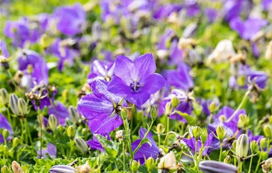 Campanula carpatica 'Blaue Clips'
