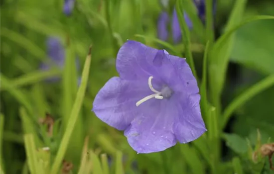 Campanula persicifolia