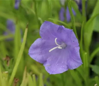 Campanula persicifolia