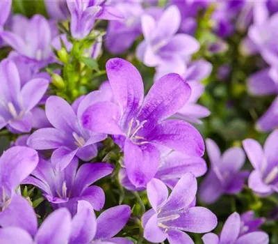 Campanula poscharskyana 'Stella'