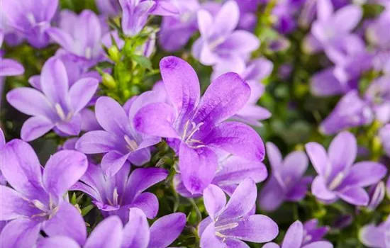 Campanula poscharskyana 'Stella'
