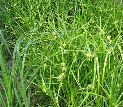 Carex grayi