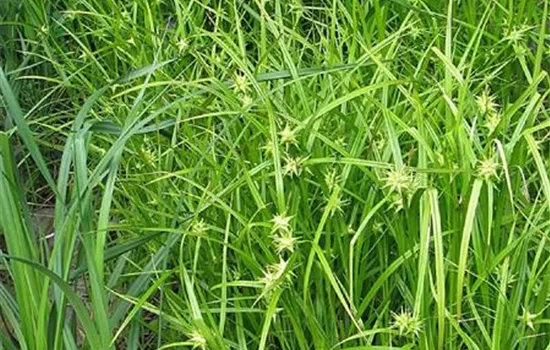 Carex grayi