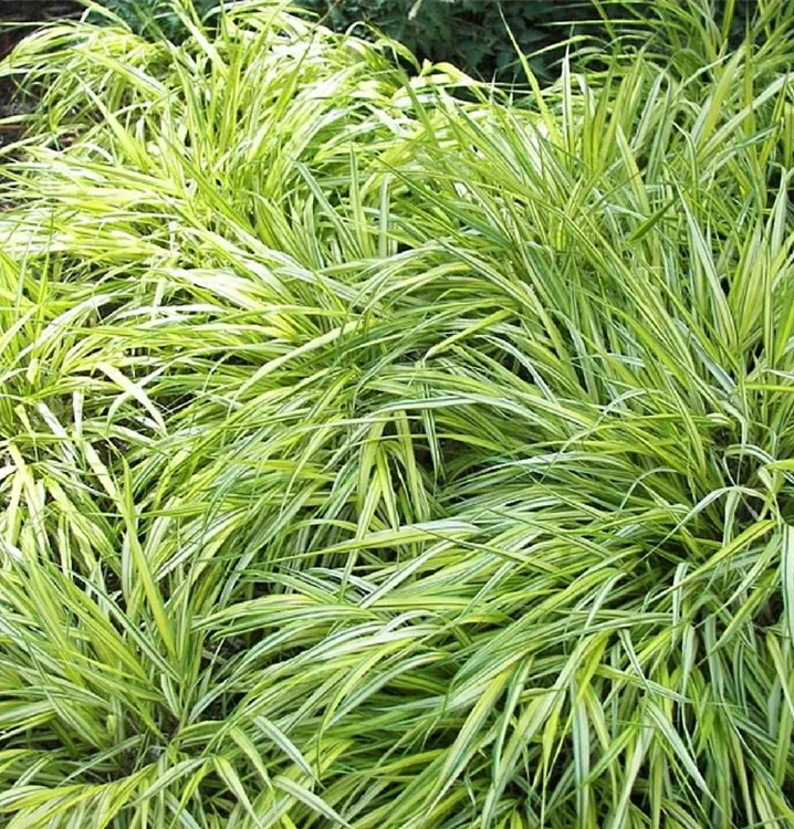 Carex morrowii 'Variegata'