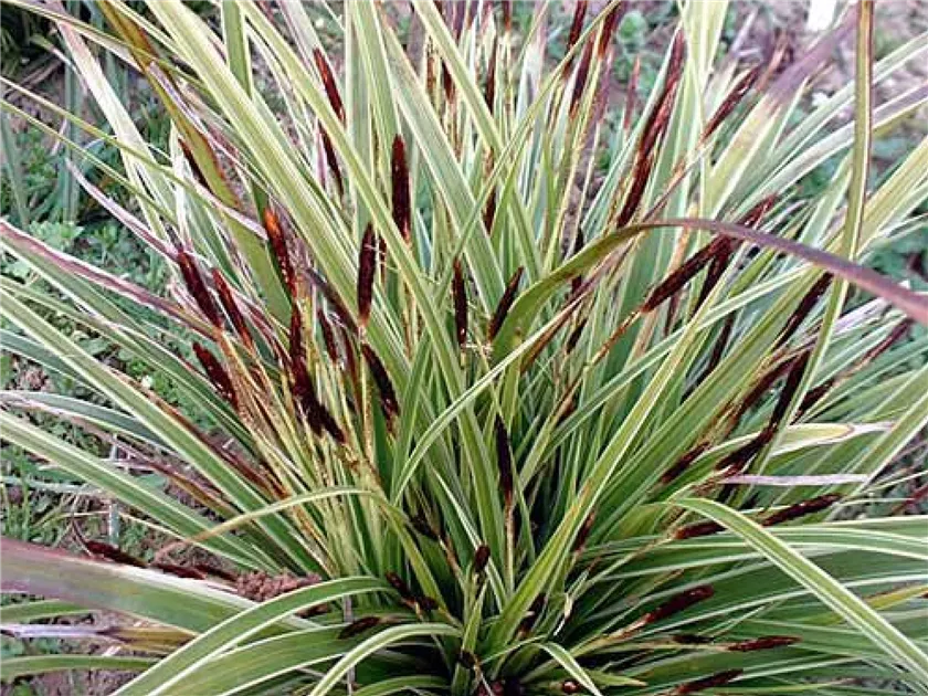 Carex morrowii 'Variegata'