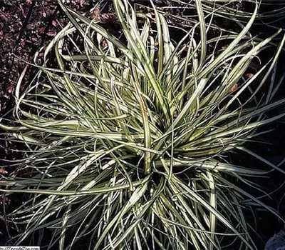 Carex oshimensis 'Evergold'