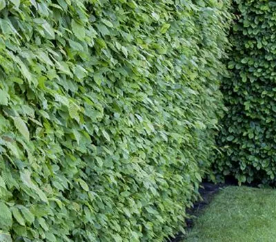 Carpinus betulus Carpinus betulus