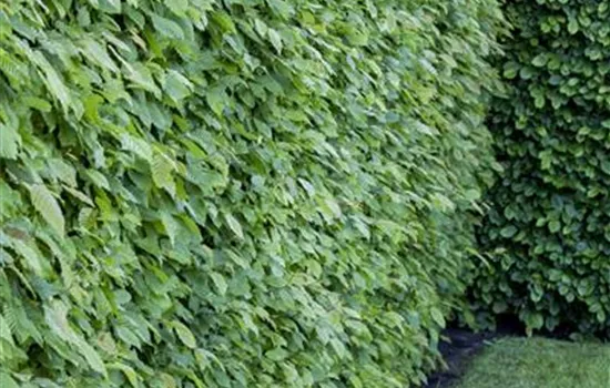 Carpinus betulus
