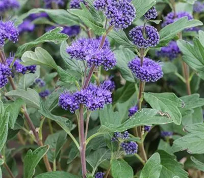 Caryopteris clandonensis 'Grand Bleu'