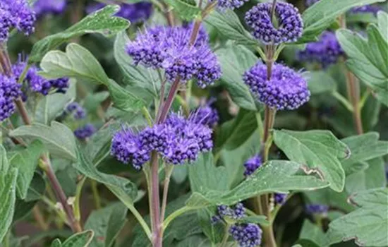 Caryopteris clandonensis 'Grand Bleu'