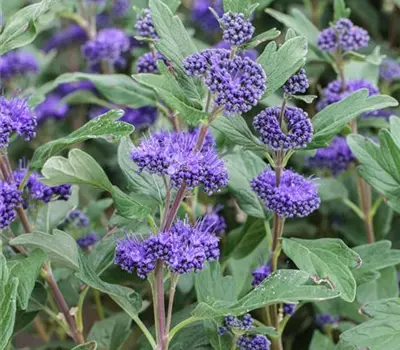 Caryopteris clandonensis 'Grand Bleu'