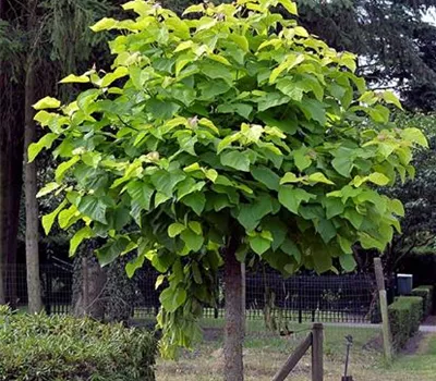 Catalpa bignonioides 'Nana'