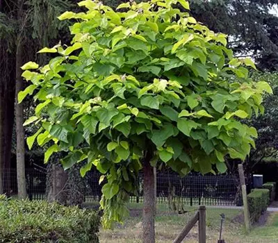 Catalpa bignonioides 'Nana'