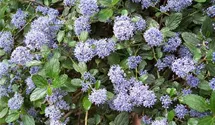 Säckelblume