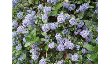Säckelblume