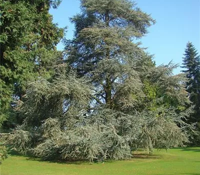 Cedrus libani 'Glauca'
