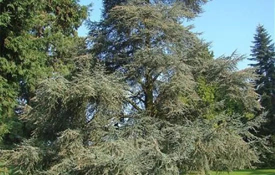 Cedrus libani 'Glauca'