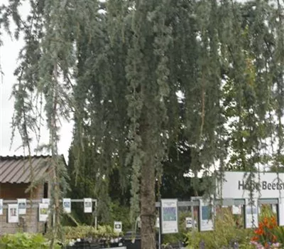 Cedrus libani 'Glauca Pendula'