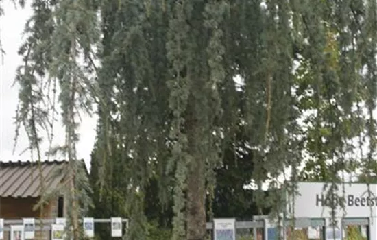 Cedrus libani 'Glauca Pendula'