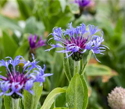 Centaurea montana