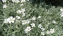 Filziges Hornkraut