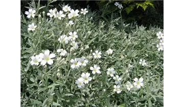 Filziges Hornkraut