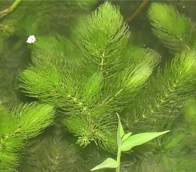 Ceratophyllum demersum