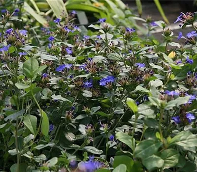 Ceratostigma plumbaginoides