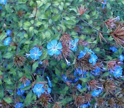 Ceratostigma willmottianum