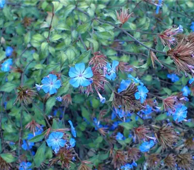 Ceratostigma willmottianum
