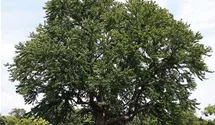 Kuchenbaum