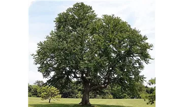 Kuchenbaum