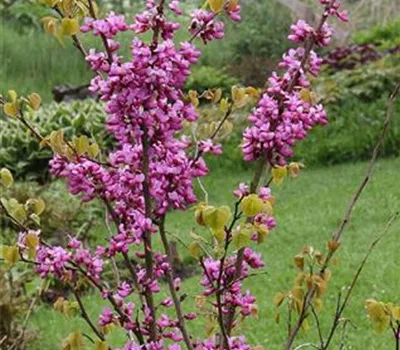 Cercis chinensis 'Avondale'