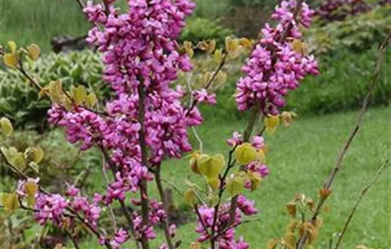 Cercis chinensis 'Avondale'