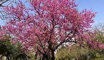 Judasbaum